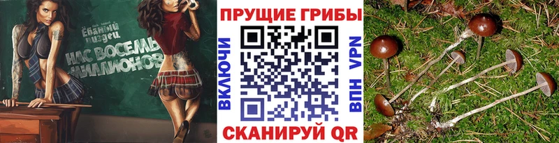 Галлюциногенные грибы Psilocybe  где можно купить наркотик  Сызрань 
